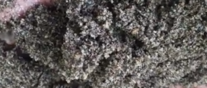 Jual Pasir Putih Bangka Di Duri Pulo